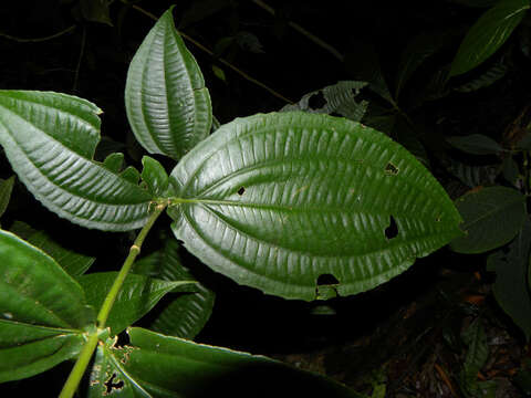 صورة Conostegia dissitiflora (Almeda) Kriebel