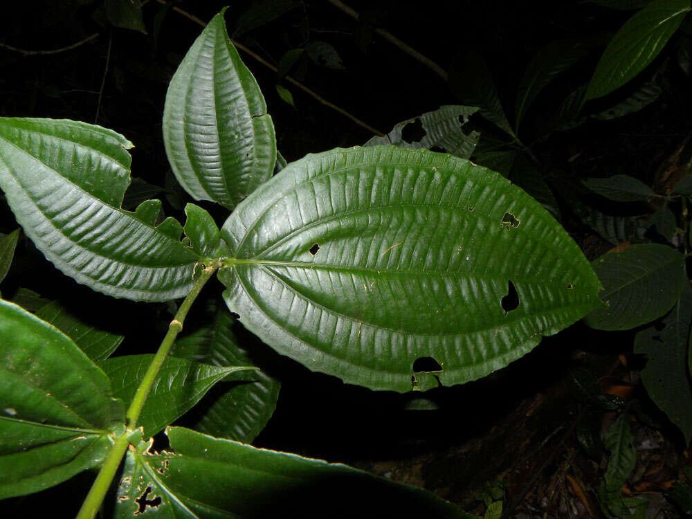 Image of Conostegia dissitiflora (Almeda) Kriebel