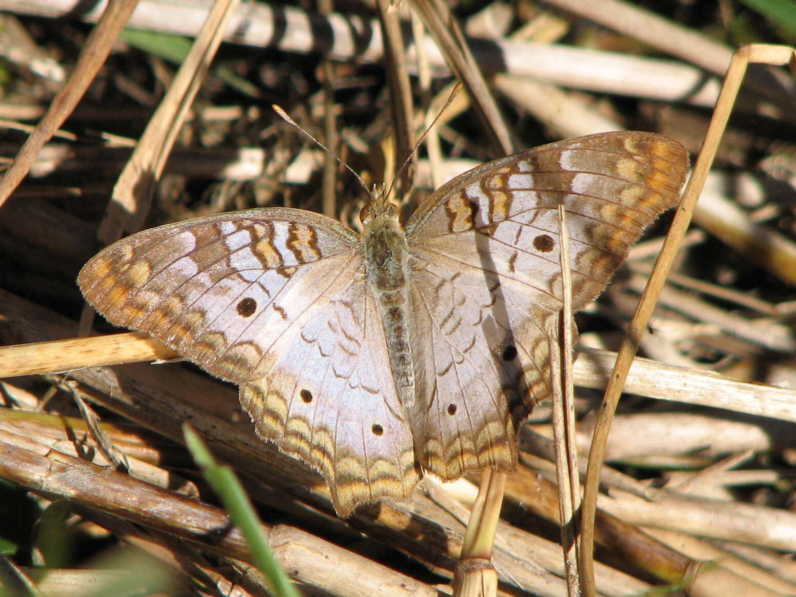 Plancia ëd Anartia jatrophae Linnaeus 1763