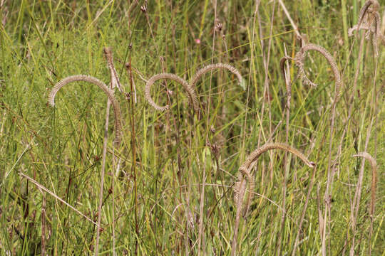 Image of toothache grass