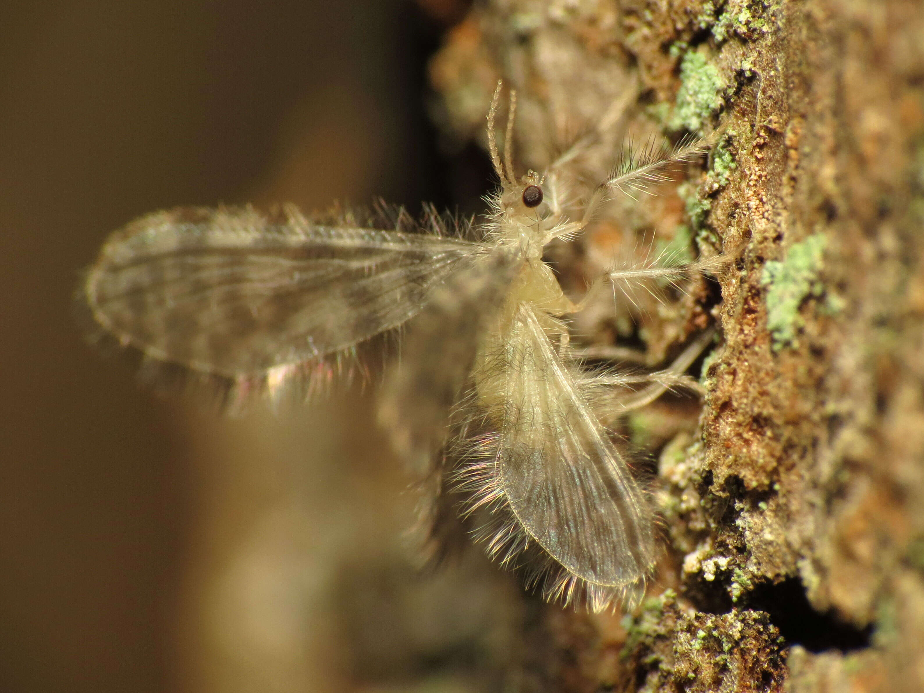 Image of pleasing lacewings