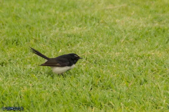 Image of Willie Wagtail