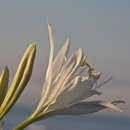 Imagem de Pancratium maritimum L.