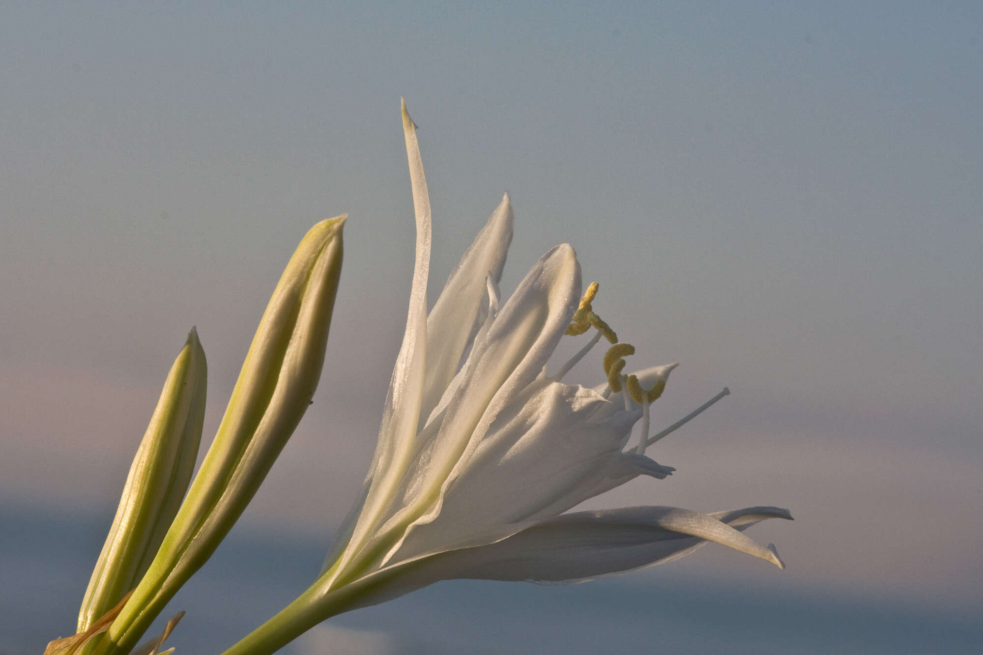 Image of pancratium