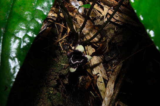 Image of Asarum glabrum Merr.