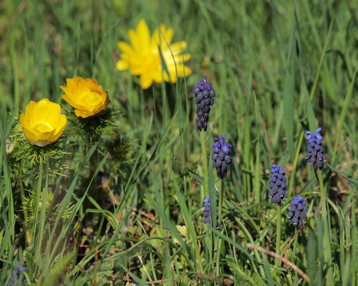 Image of starch grape hyacinth