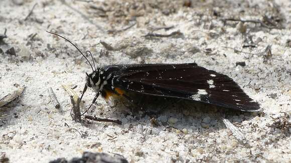 Imagem de Lepidoptera