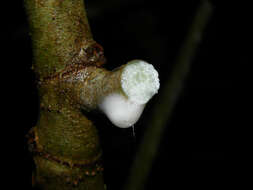 Image of Ficus tonduzii Standl.