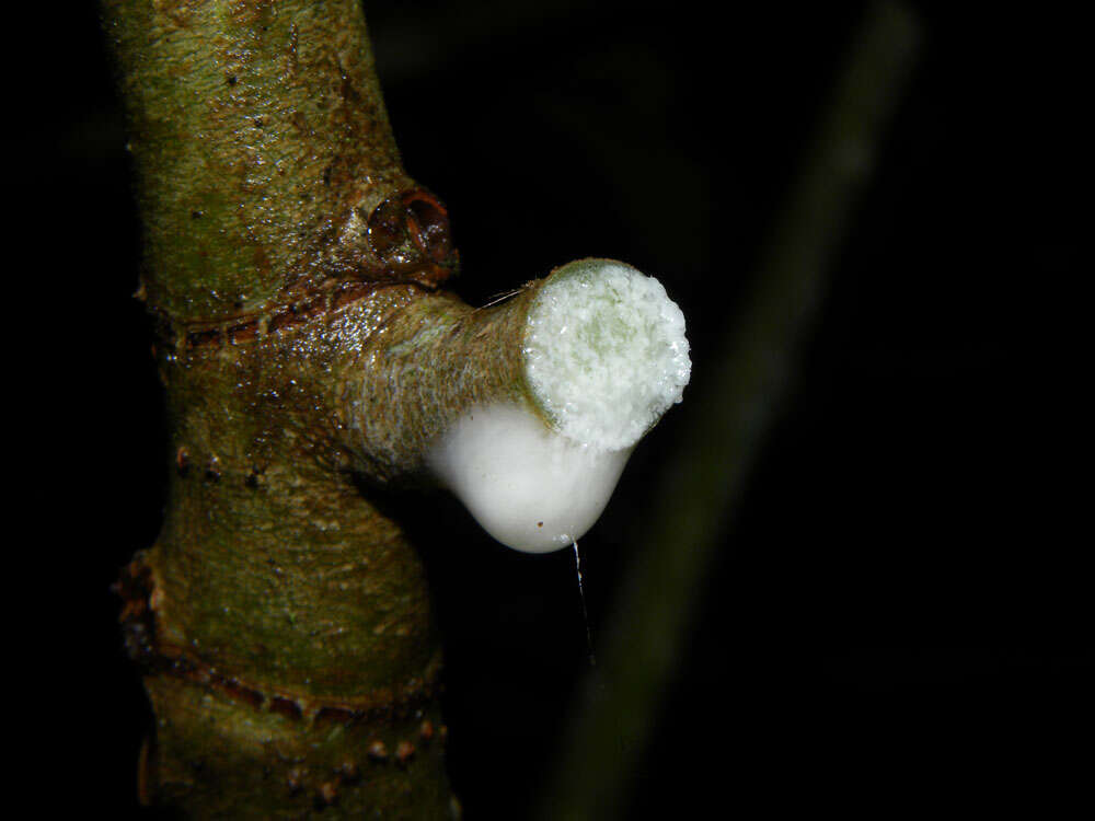 Image of Ficus tonduzii Standl.