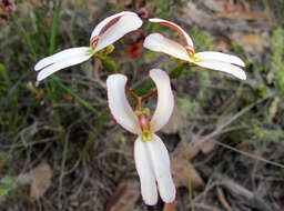 Image de Stylidium schoenoides DC.