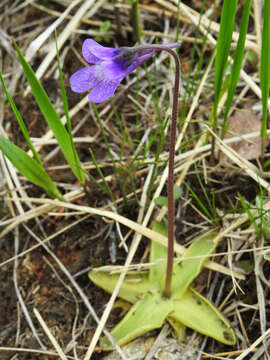 Image of Common butterwort