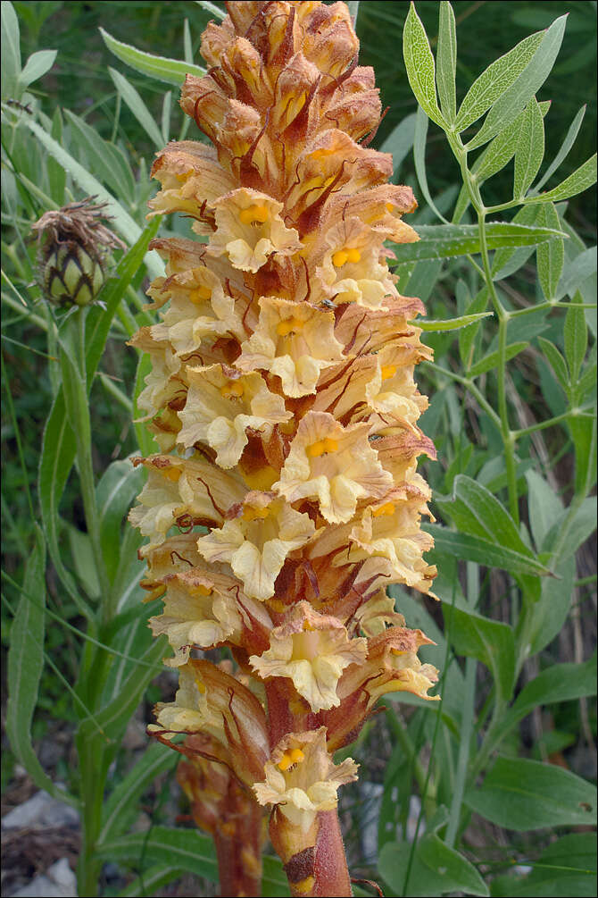 Plancia ëd Orobanche