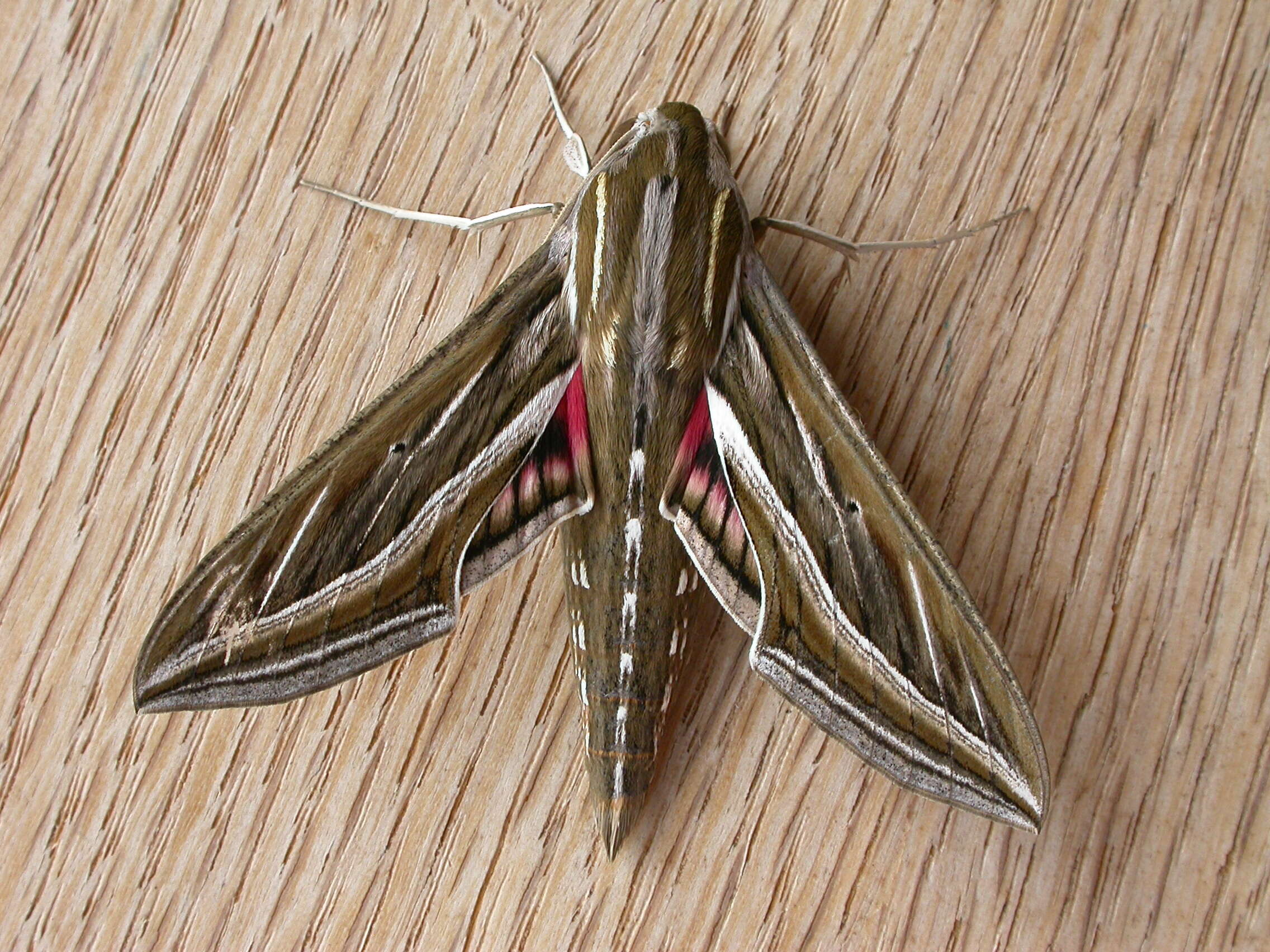 Image of Vine Hawk-Moth