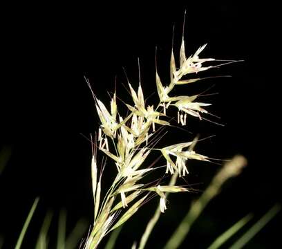 Image of oatgrass