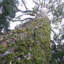 Imagem de Afrocarpus falcatus (Thunb.) C. N. Page