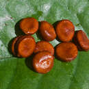 Image of Desmopsis panamensis (B. L. Rob.) Saff.