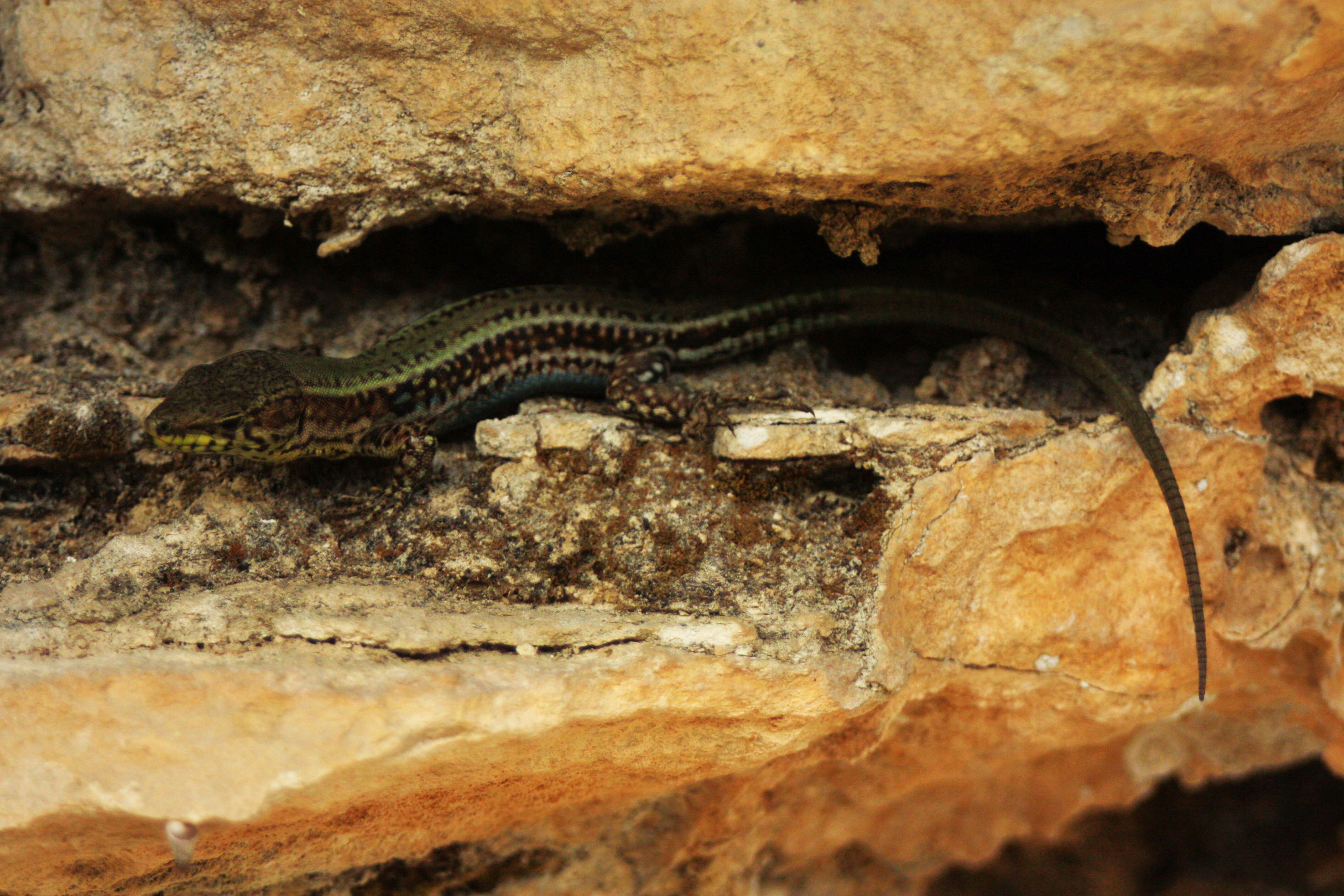 Image of Erhard's Wall Lizard