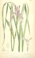 Image of Rocky Mountain iris