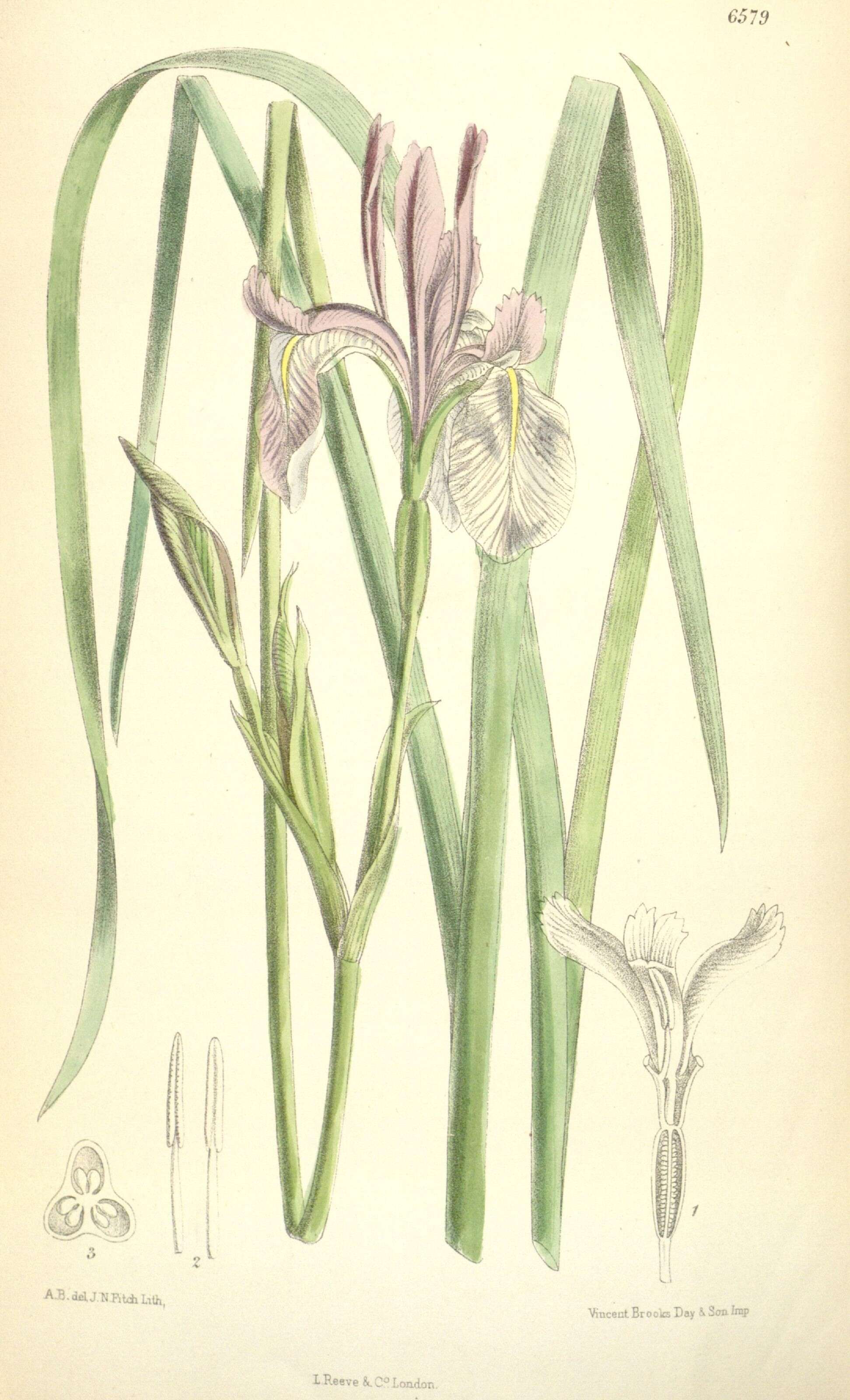 Image of Rocky Mountain iris