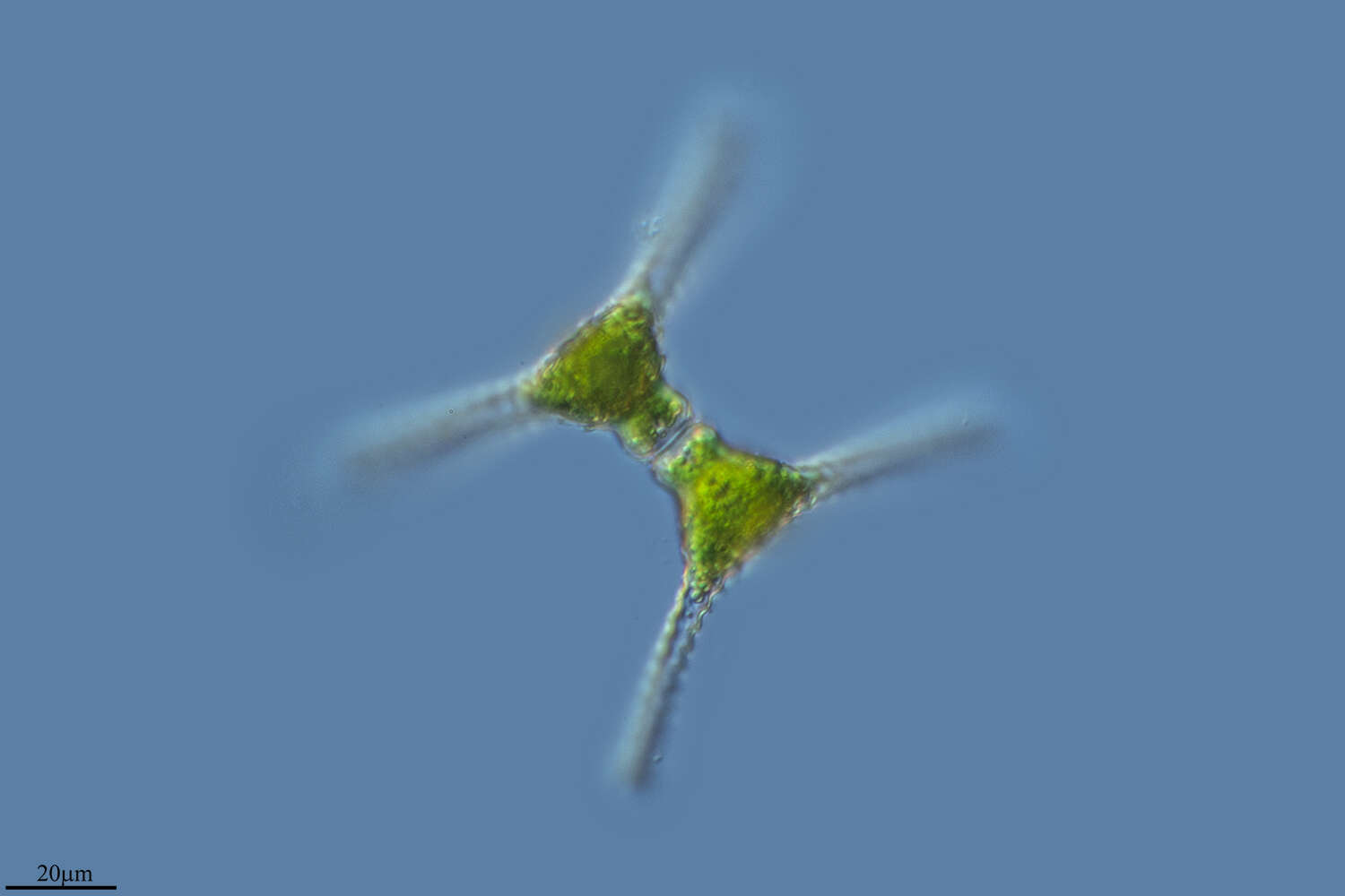 Image of Chlorophyceae