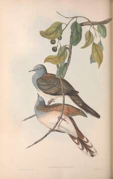 Image of Bar-shouldered Dove