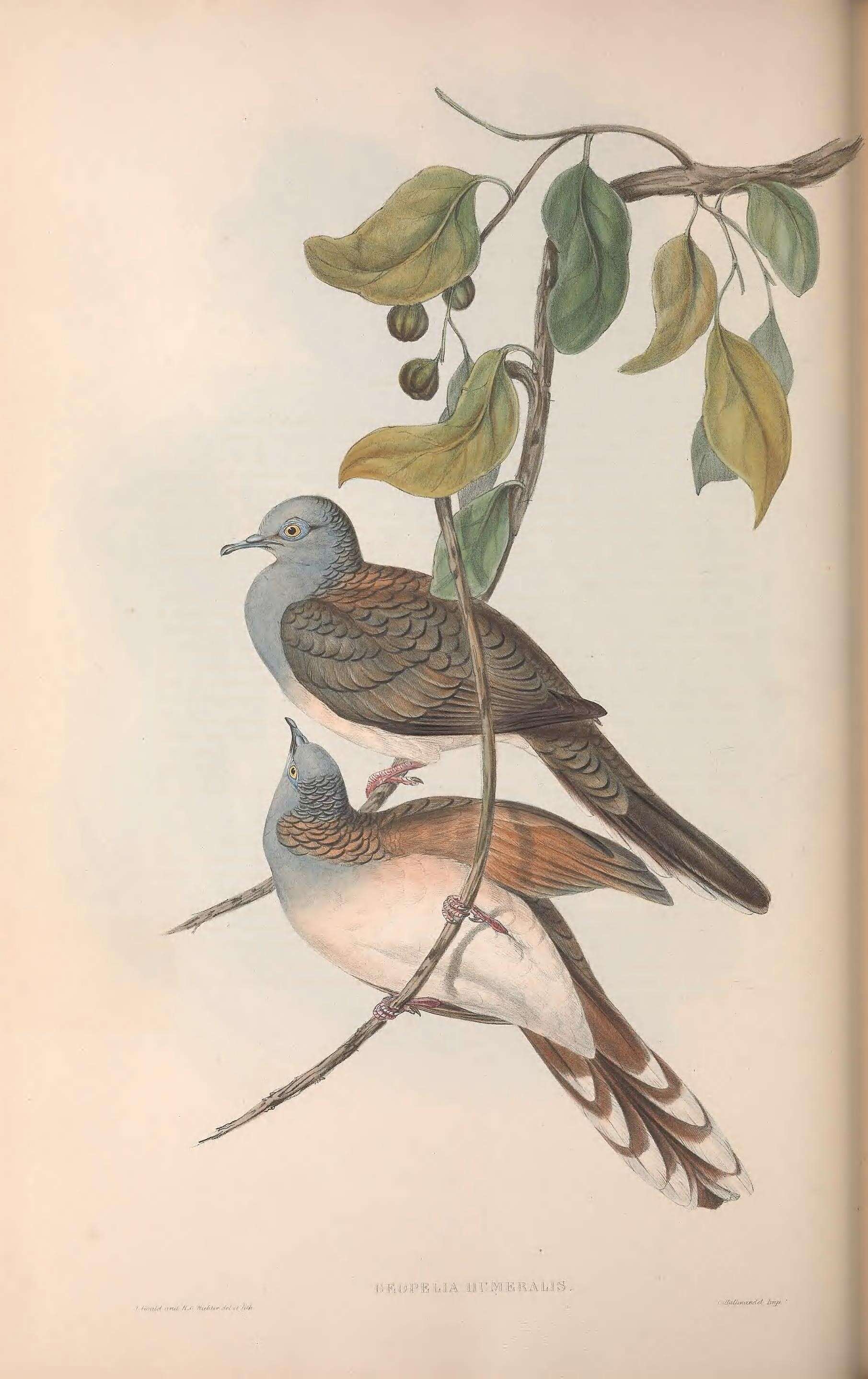 Image of Bar-shouldered Dove