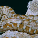 Image of Egyptian Saw-scaled Viper