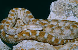 Image of Saw-scaled Vipers