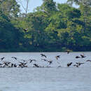 Imagem de Phalacrocorax brasilianus (Gmelin & JF 1789)