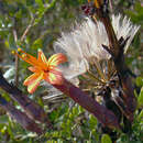 Image of Mutisia acuminata Ruiz & Pav.