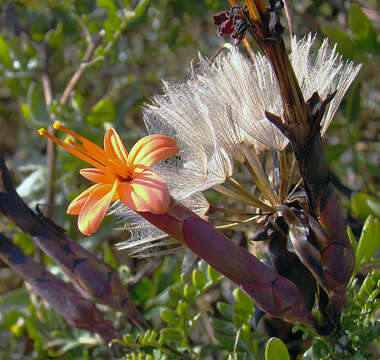 Image de Mutisia acuminata Ruiz & Pav.