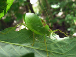 Image of Pterophylla