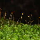 刺葉檜蘚屬的圖片