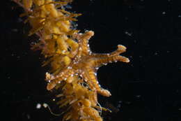 Image of stalked jellyfish