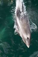 Image of White-beaked Dolphin