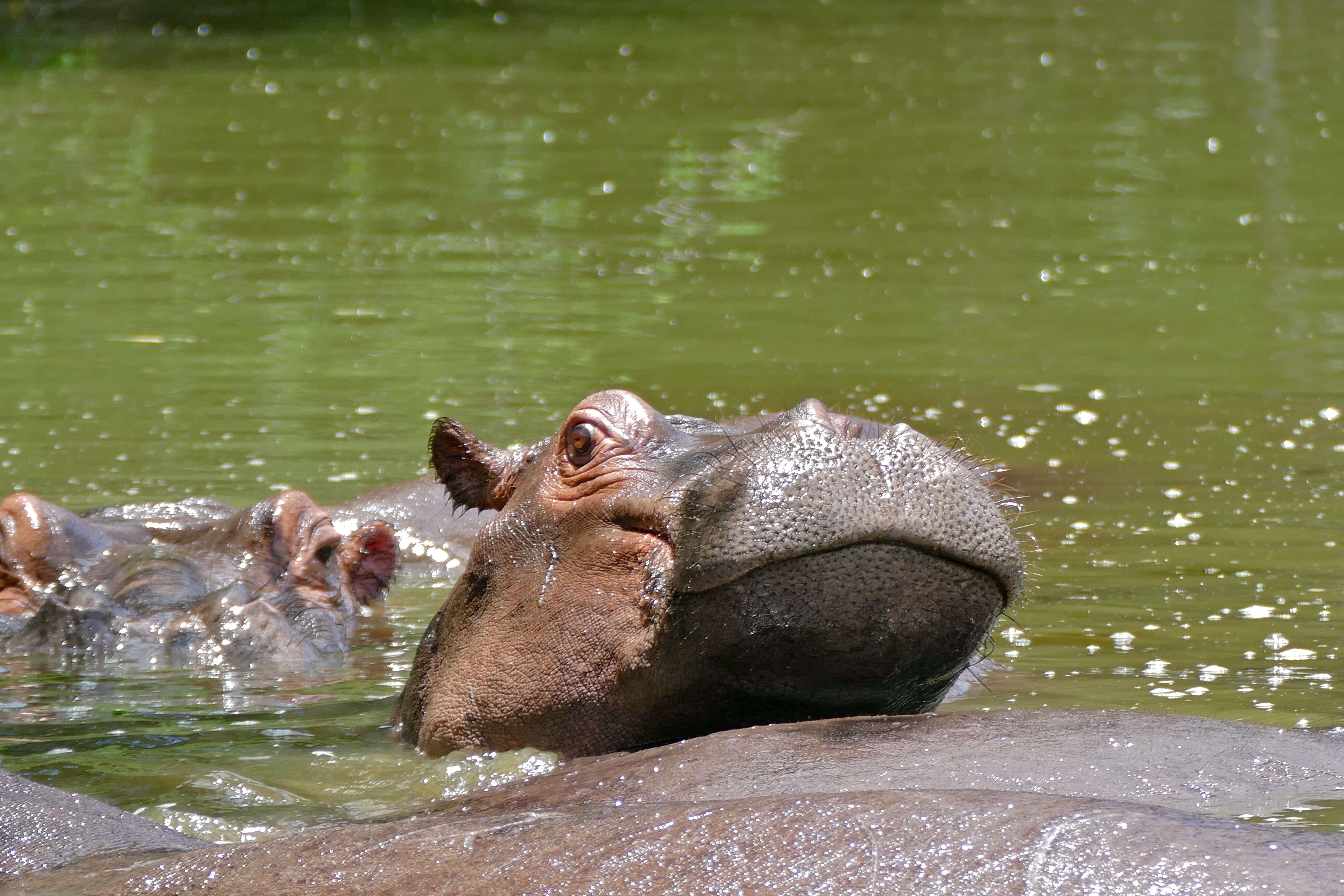 Image of Common Hippopotamus