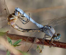 Image of Skimmers (Dragonflies)