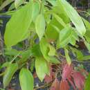Image of Cinnamomum parthenoxylon (Jack) Meisn.