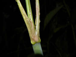 Image of hippeastrum