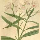 Image of Nerium indicum subsp. indicum
