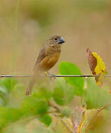 Image of Cyanocompsa Cabanis 1861