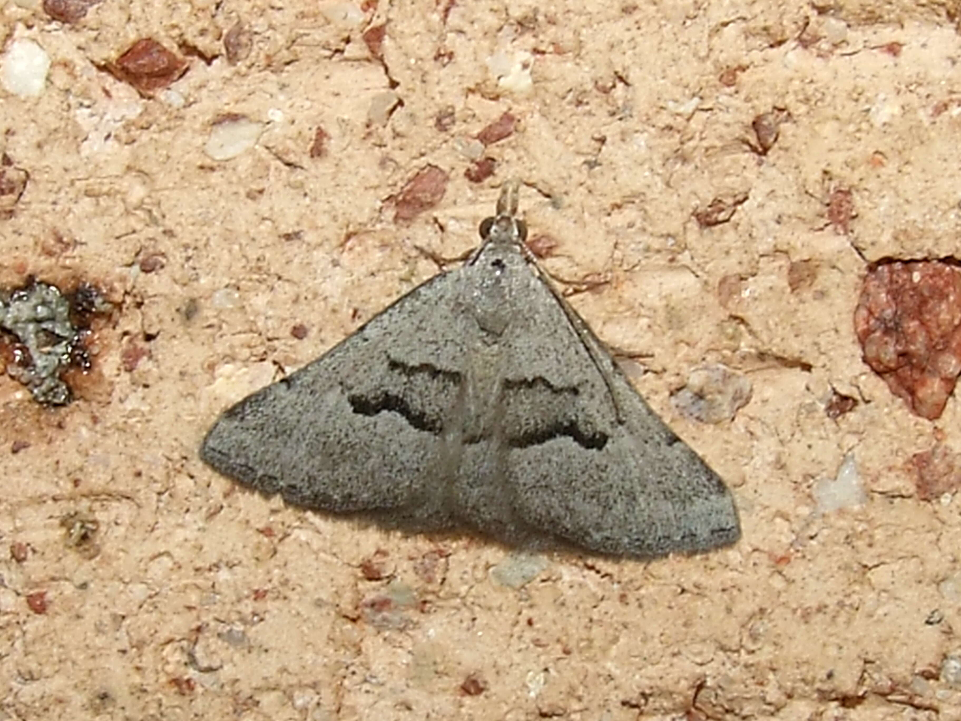 Plancia ëd Dichromodes