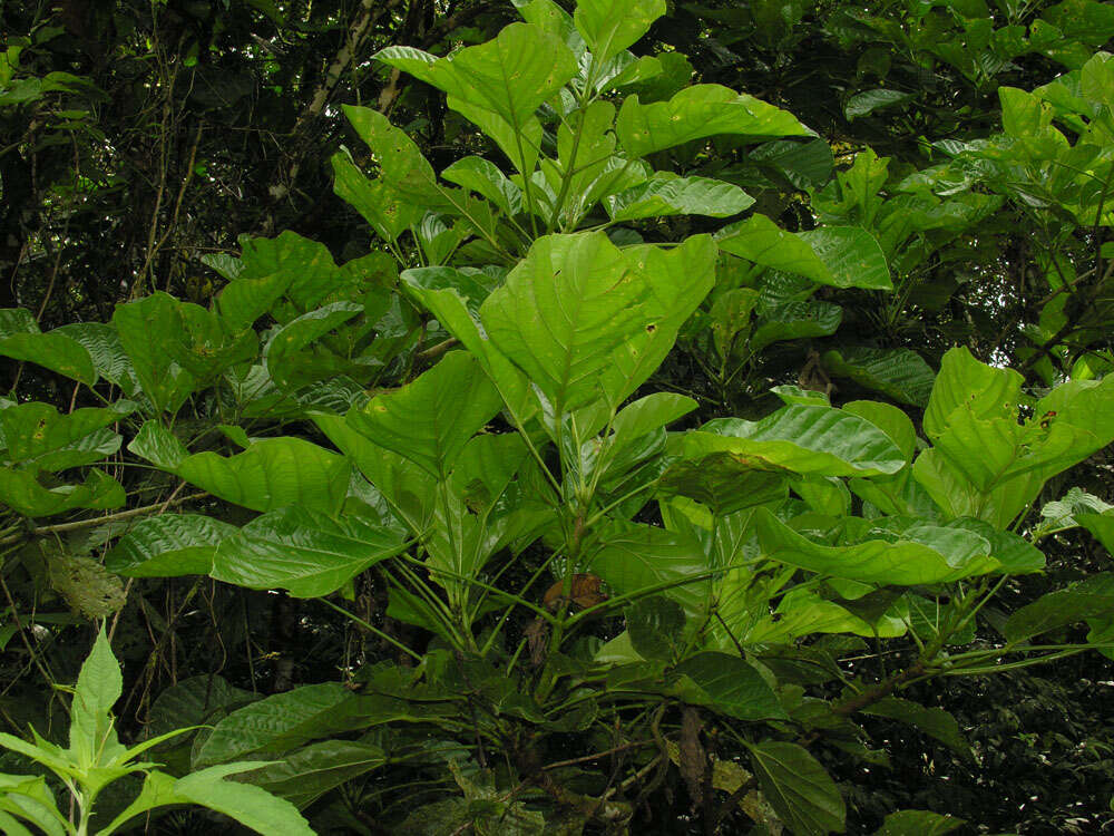 Image of Dendropanax sessiliflorus (Standl. & A. C. Sm.) A. C. Sm.