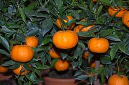 Image of citrus