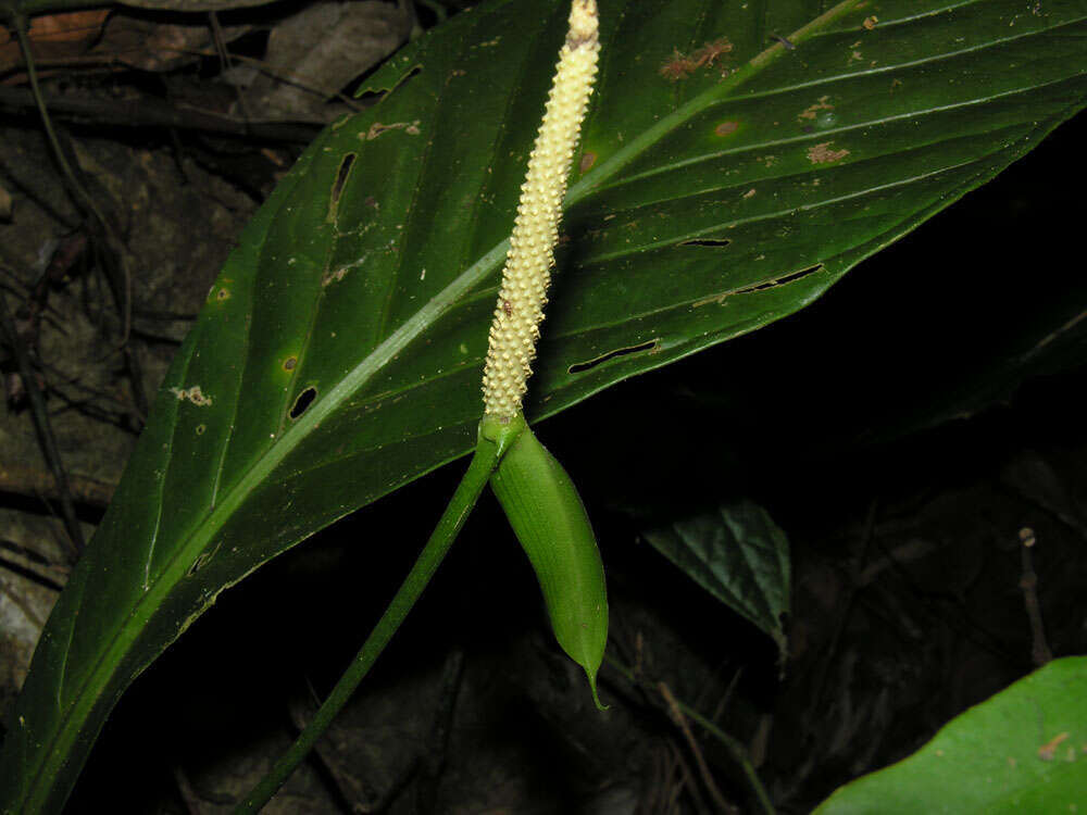 Image of Anthurium acutifolium Engl.