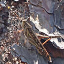 Image of American Bird Grasshopper