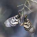 Image of Acraea andromacha Fabricius 1775