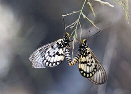 Image of Acraea andromacha Fabricius 1775