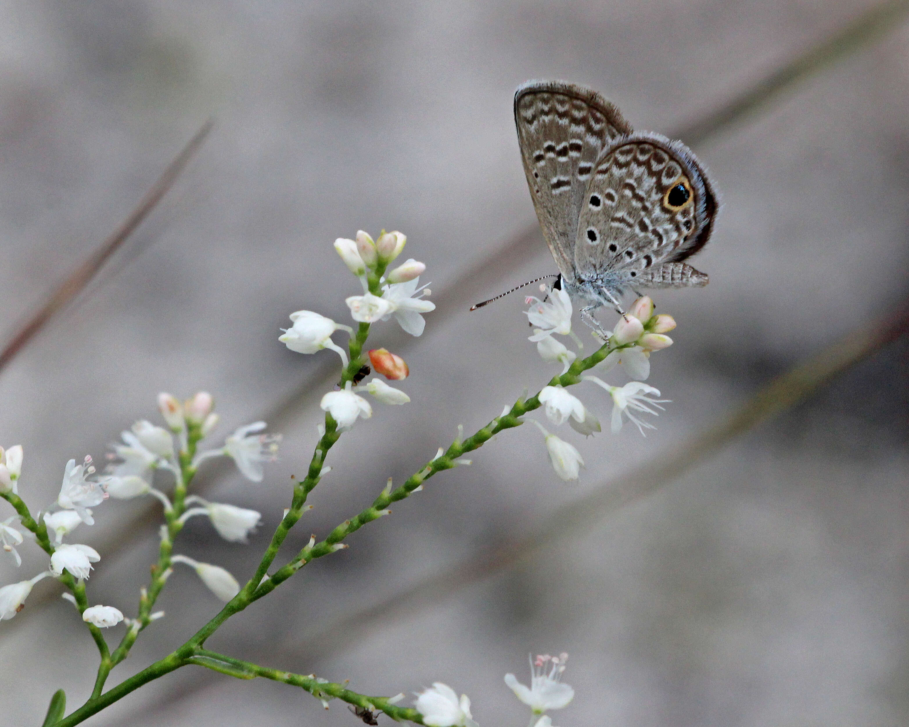 Image of Hemiargus