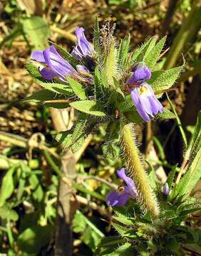 Image of swampweed